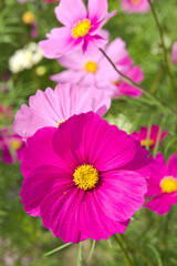 this is the cosmos garden.cosmos flowers are in full bloom.