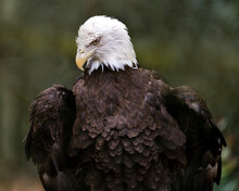 Bald Eagle Photos. Pictures. Image. Portrait. Head Close-up. Looking Towards The Ground. Blur Background.