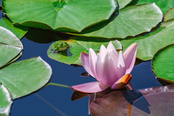 Frog and lily flower