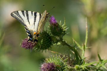 Wall Mural - a butterfly (flambé) picks a flower