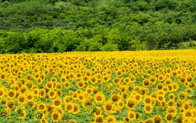 Canvas Print - Beautiful landscape with sunflowers on the field