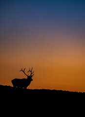 Wall Mural - bull elk silhouette at sunset