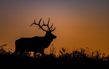 Wall Mural - bull elk silhouette at sunset