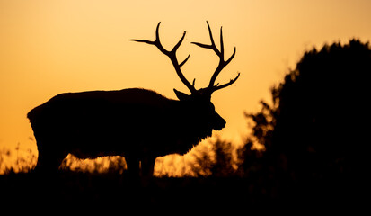 Wall Mural - bull elk silhouette at sunset