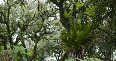Wall Mural - green plant tree in the forest