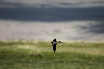 Swallow flight