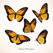 Monarch vector art in several different views