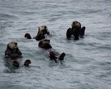 Sea Otters In The Sea