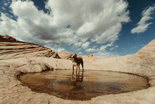 Portrait Of Dog Standing In Waterhole In Desert