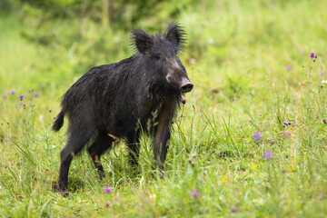 Wall Mural - wild boar, capreolus capreolus, standing on meadow in summertime nature. wild animal with long dark 
