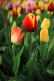 Fototapeta Tulipany - colorful beautiful bright tulips in the garden against the background of green spring foliage	

