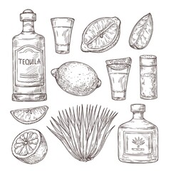 Wall Mural - Agave tequila sketch. Vintage glass shot, bar ingredients and plant. Isolated drawing alcohol bottle, salt lemon or lime vector illustration. Tequila sketch bottle, drink alcohol design drawing