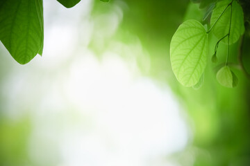 Closeup beautiful attractive nature view of green leaf on blurred greenery background in garden with copy space using as background natural green plants landscape, ecology, fresh wallpaper concept.