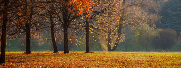 Wall Mural - Beautiful Nature Autumn landscape on Sunny day