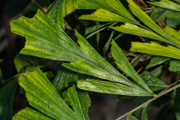 Leaves of Burmese or Clustering Fishtail Plant (Caryota mitis)