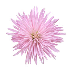 pink chrysanthemum flower isolated on white background