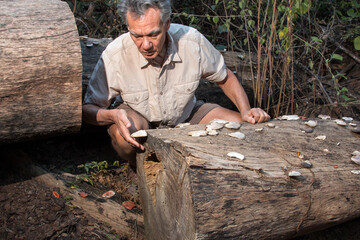 Biologist inspecting fungus growing on a fallen tree trunk