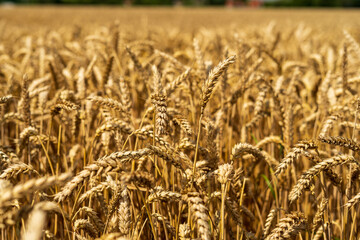 Wheat field