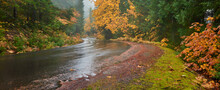 Panorama Of The Forest Road On A Rainy Autumn Day On In Washington State.