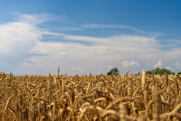 Panorama of wheat field. Background of ripening ears of wheat field. Beautiful Nature Landscape. 