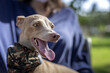 © Eduardo Lopez - Pure breed Italian greyhound dog in the park with protective mask