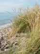 © robertharding - Sea grasses on a Lake Michigan beach, Sleeping Bear Dunes National Park, Glen Arbor, Michigan