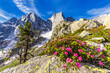 © robertharding - Rhododendrons in flower with the Pizzo Badile in the background, Bregaglia valley, Graubunden
