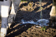 Urinating cow. The urine splashes on the sandy soil