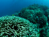 Fototapeta  - Colorful coral reef, underwater photo, Philippines.