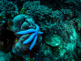 Fototapeta  - Colorful coral reef and starfish, underwater photo, Philippines.
