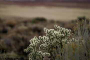 Cactus in the desert on a cold day