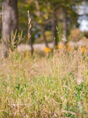 wild flowers in the grass