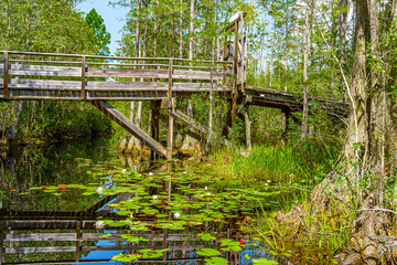 Wall Mural - Wooden path through forest woods of Okefenokee Swamp Park in Georgia.