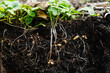 © Jamie Grill Photography/Tetra Images - Close-up of pants roots in soil