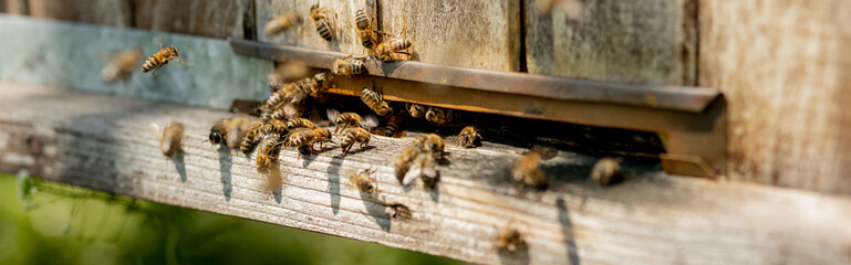 A lot of bees returning to bee hive and entering beehive with collected floral nectar and flower pollen. Swarm of bees collecting nectar from flowers. Healthy organic farm honey.