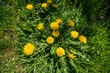 © Steve Smith/Tetra Images - Dandelion plants in bloom