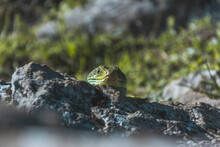 Close-up Of Green Lizard On Rock