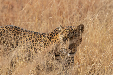 Closeup of a fleeting glance from a female leopard on the move through the grasslands, in a South African Nature Reserve.