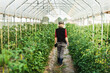 © Westend61 - Female farm worker woman checking the growth of organic tomatoes in a greenhouse