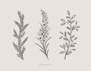 Set of hand-drawn curly flowers. Wild herbs vector illustration. Floral design element for greeting card, poster, cover, invitation. Botanical retro image for a garden background.