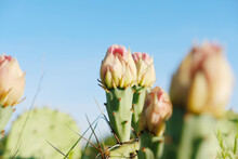 Spring Colors Of Prickly Pear Cactus Blooming Flower Close Up With Copy Space On Blue Sky Background.  Native Plant In Texas Nature.
