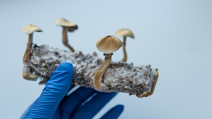 the benefits of recreational use of magic mushrooms. Psilocybin