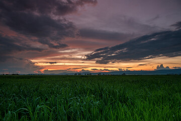 Canvas Print - Dramatic sunset over a field