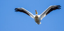 American White Pelican Flying Directly Overhead