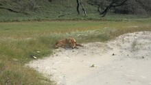 A Dingo Sleeping On The Beach On Fraser Island (Australia)