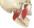 © Alex Mit - TMJ: The temporomandibular joints and muscles. Medically accurate 3D illustration.