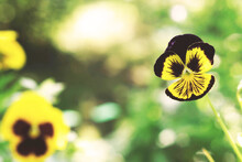 Background With Yellow Pansies