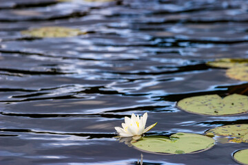 Wall Mural - White water lily floating in the water