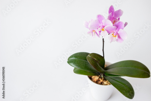 明るい綺麗なミニ胡蝶蘭白背景stock Photo Adobe Stock