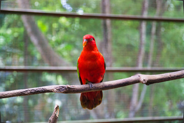 Red lory bird sitting on the branch